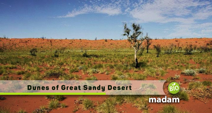 Dunes-of-Great-Sandy-Desert
