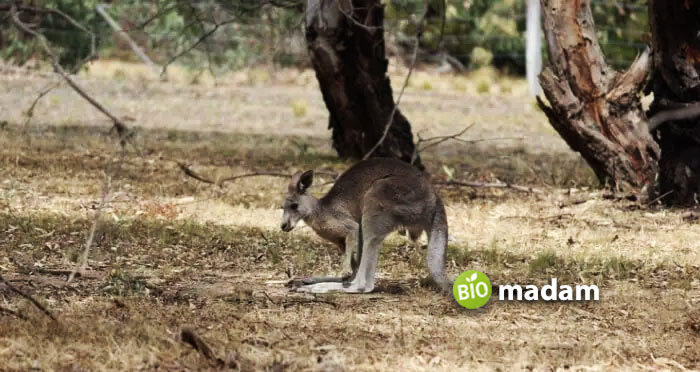 Grey-kangaroo-at-Woodlands-Historic-Park