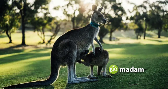 Kangaroos,-Australia