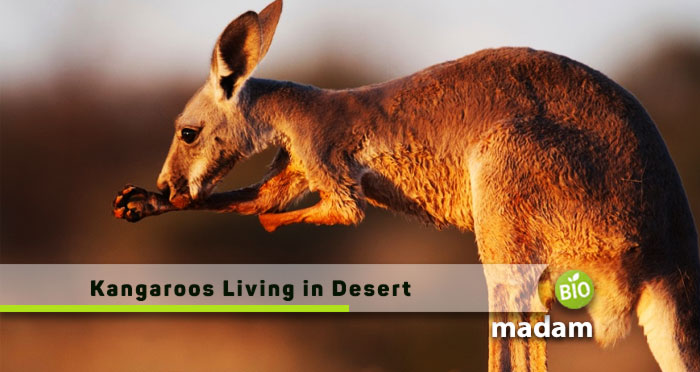 Kangaroos-Living-in-Desert