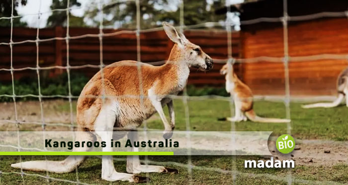 Kangaroos-in-Australia