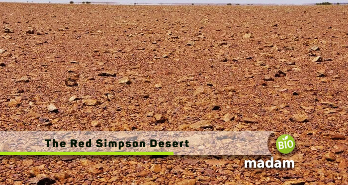 The-Red-Simpson-Desert