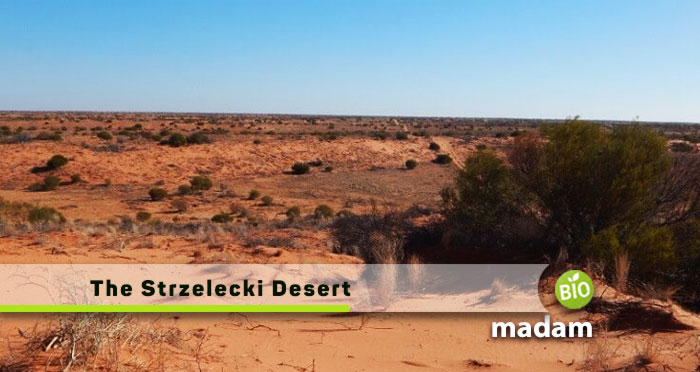 Strzelecki-Desert-with-car