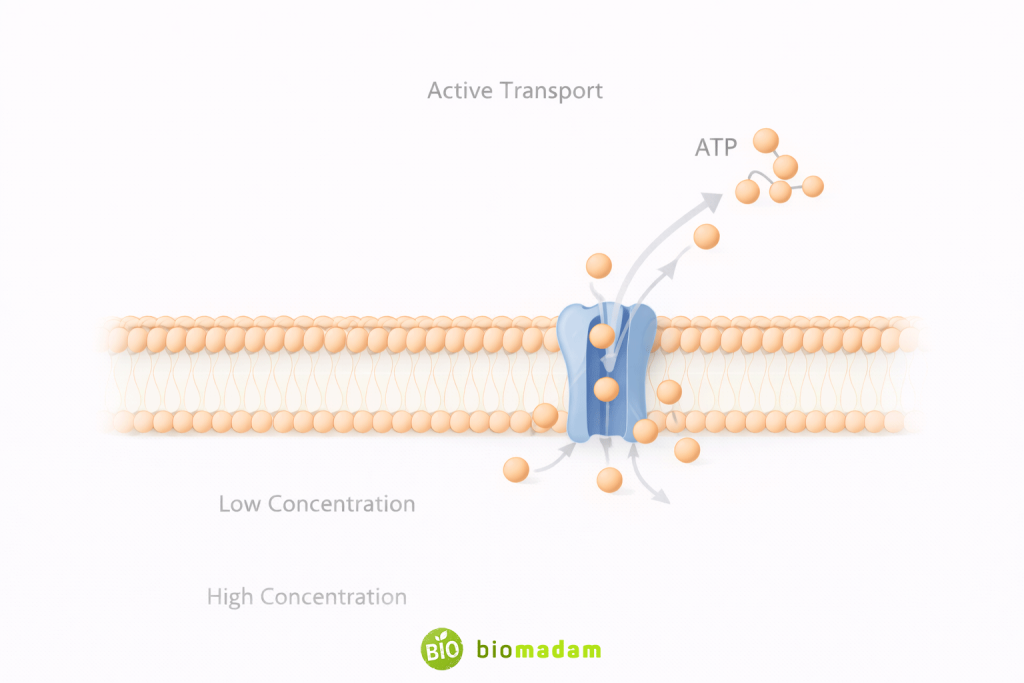 Active transport using ATP-powered pumps to move molecules against the concentration gradient