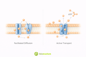 Difference Between Facilitated Diffusion and Active Transport (With Table)