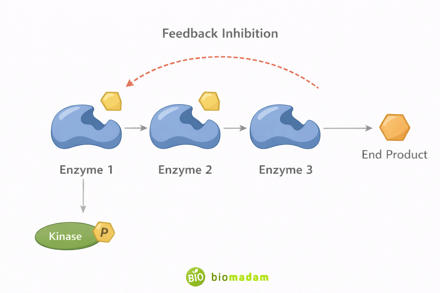 Types of Enzyme Regulation: Allosteric & Covalent Control