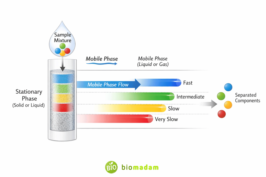 Principle of chromatography showing separation of components between stationary and mobile phase
