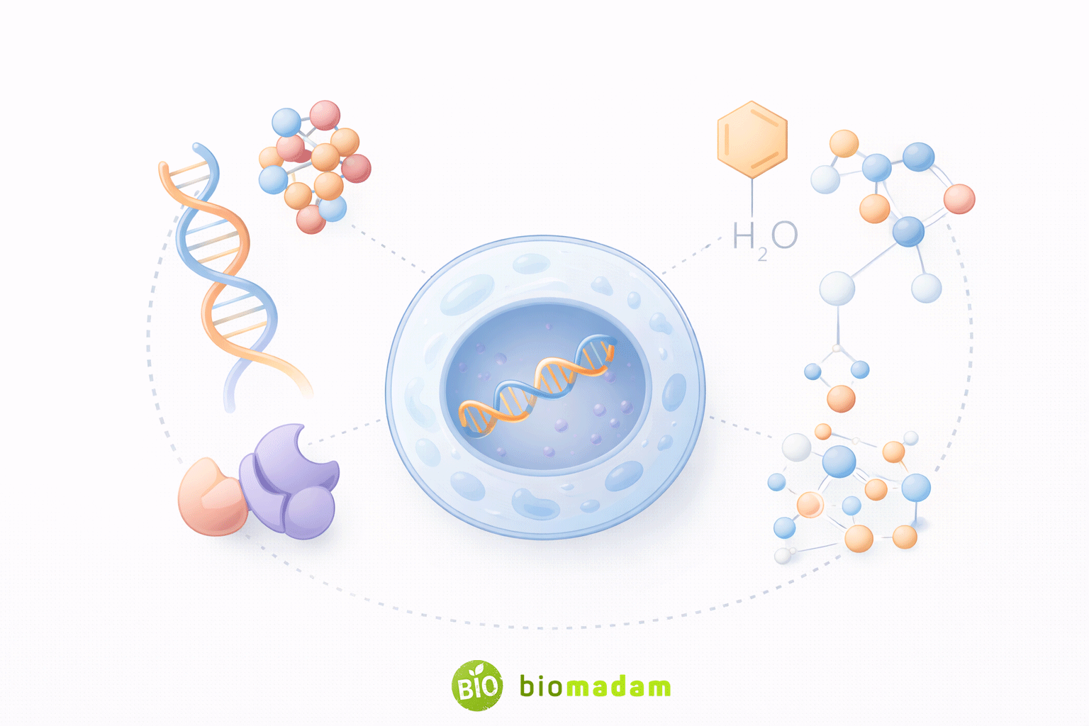 Biochemistry as a bridge between biology and chemistry showing DNA, proteins, enzymes, and chemical structures