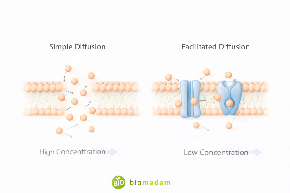 Does Simple Diffusion Require Energy? – Explained Clearly