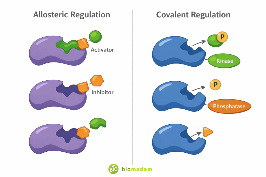 Educational infographic showing overview of enzyme regulation through allosteric and covalent mechanisms