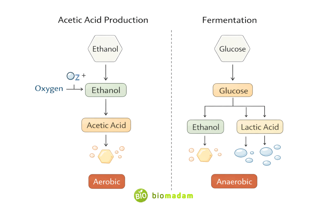 Acetic acid production requiring oxygen compared with anaerobic fermentation
