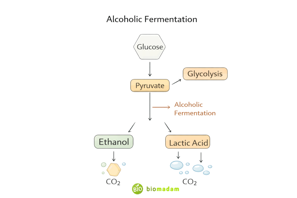 Alcoholic fermentation pathway showing conversion of glucose to ethanol and carbon dioxide