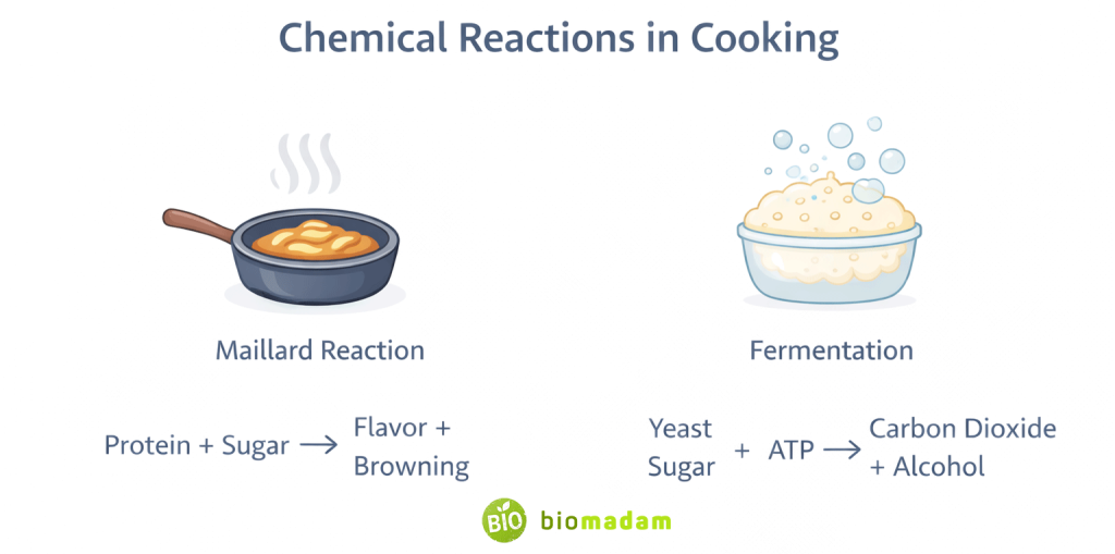 Illustration showing Maillard reaction browning in pan and fermentation bubbles in dough labeled chemical reactions in cooking