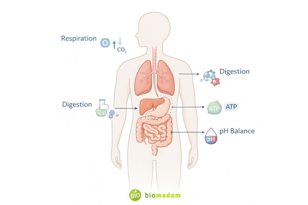 Simplified human body diagram showing digestion, respiration, ATP production, and pH balance processes