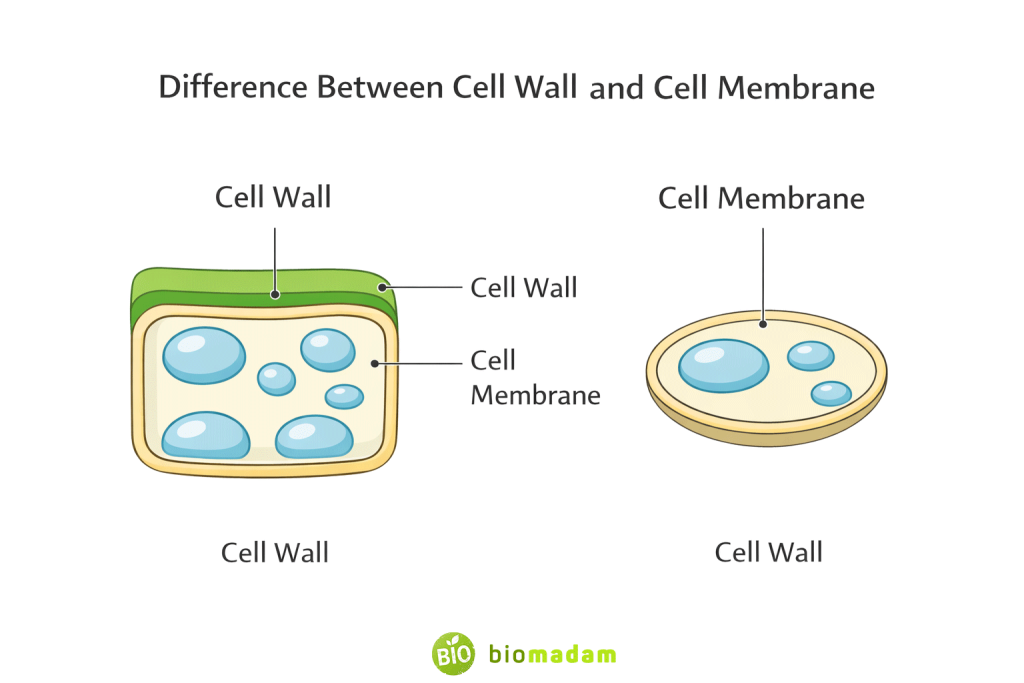 •	Difference between cell wall and cell membrane diagram