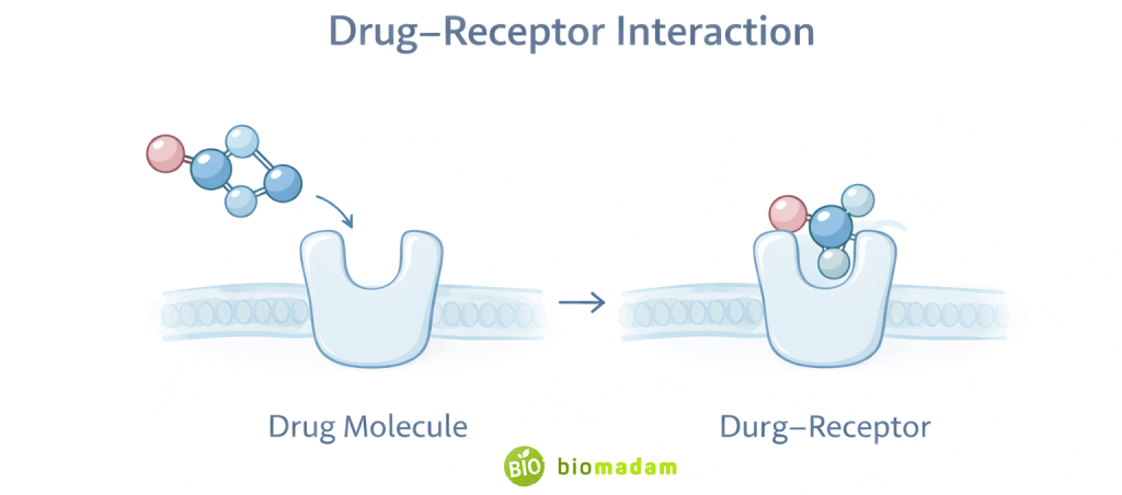 Diagram showing drug molecule interacting with receptor site labeled drug–receptor interaction