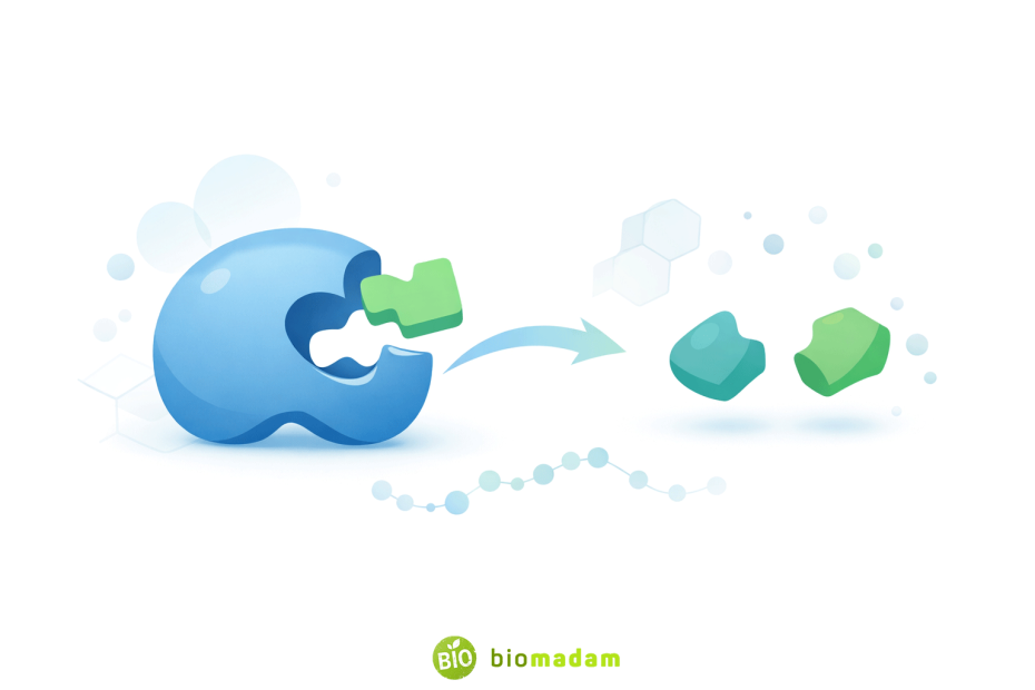 • Abstract educational illustration showing enzymes acting as biological catalysts through enzyme–substrate interaction