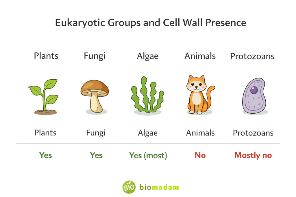 Eukaryotic groups showing which organisms have a cell wall