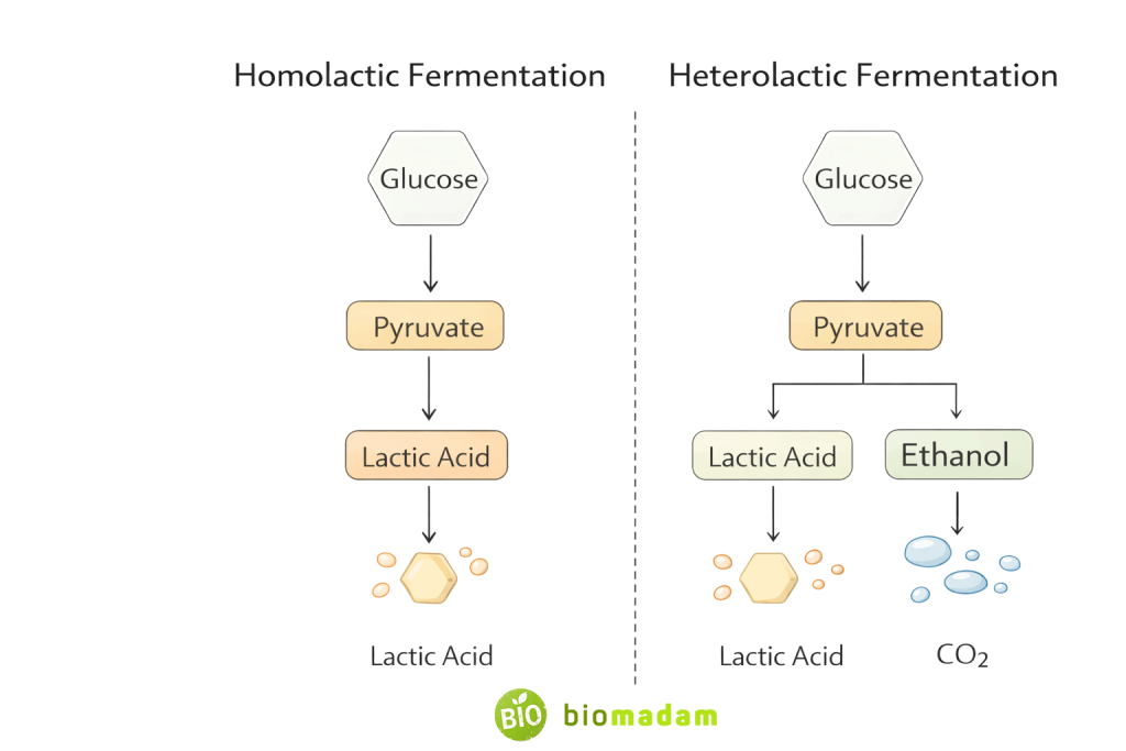 Comparison of homolactic and heterolactic fermentation end products