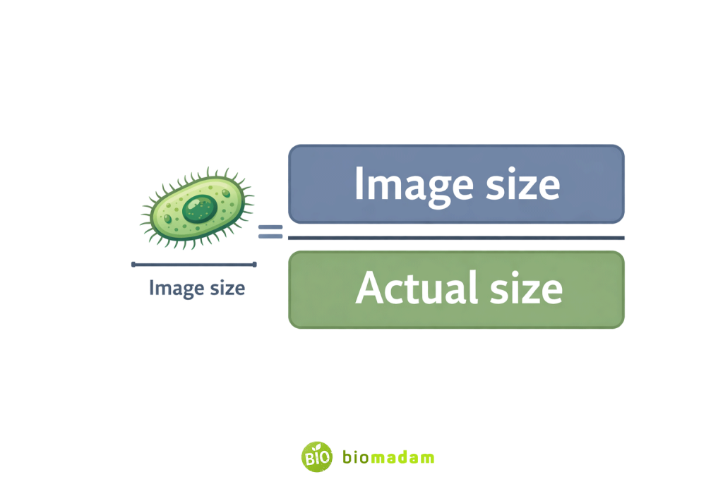 Diagram illustrating the magnification formula in biology, showing image size divided by actual size as a visual ratio