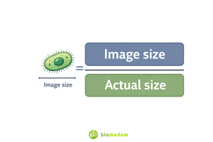 How to Calculate Magnification in Biology | Formula, Examples & Exam Tips