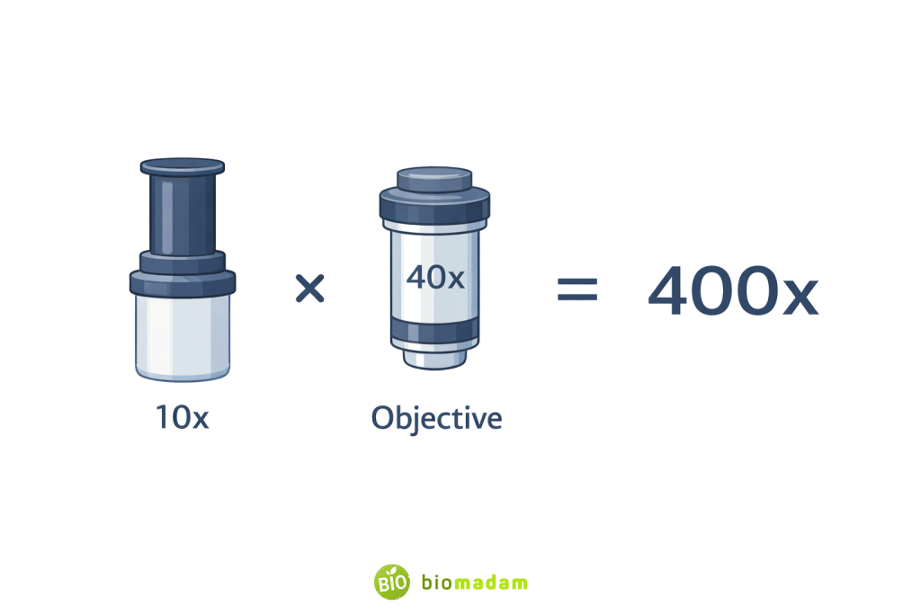 Illustration showing microscope magnification calculated as eyepiece magnification multiplied by objective magnification