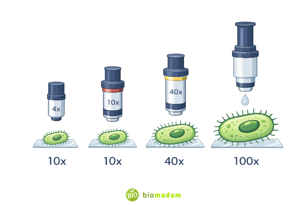 Comparison of microscope objective lenses showing increasing magnification from 4x to 100x