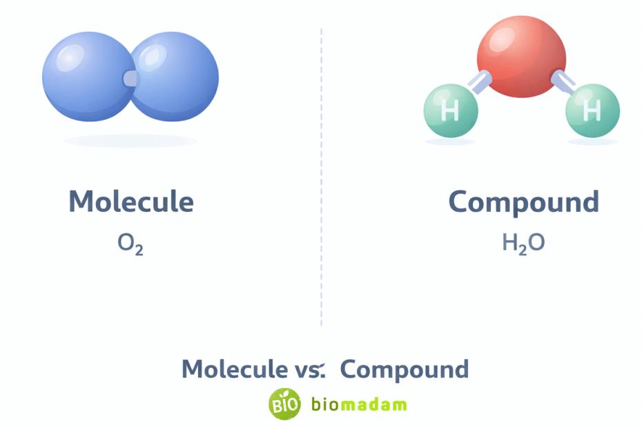 Illustration comparing O2 molecule made of identical oxygen atoms and H2O compound made of hydrogen and oxygen atoms