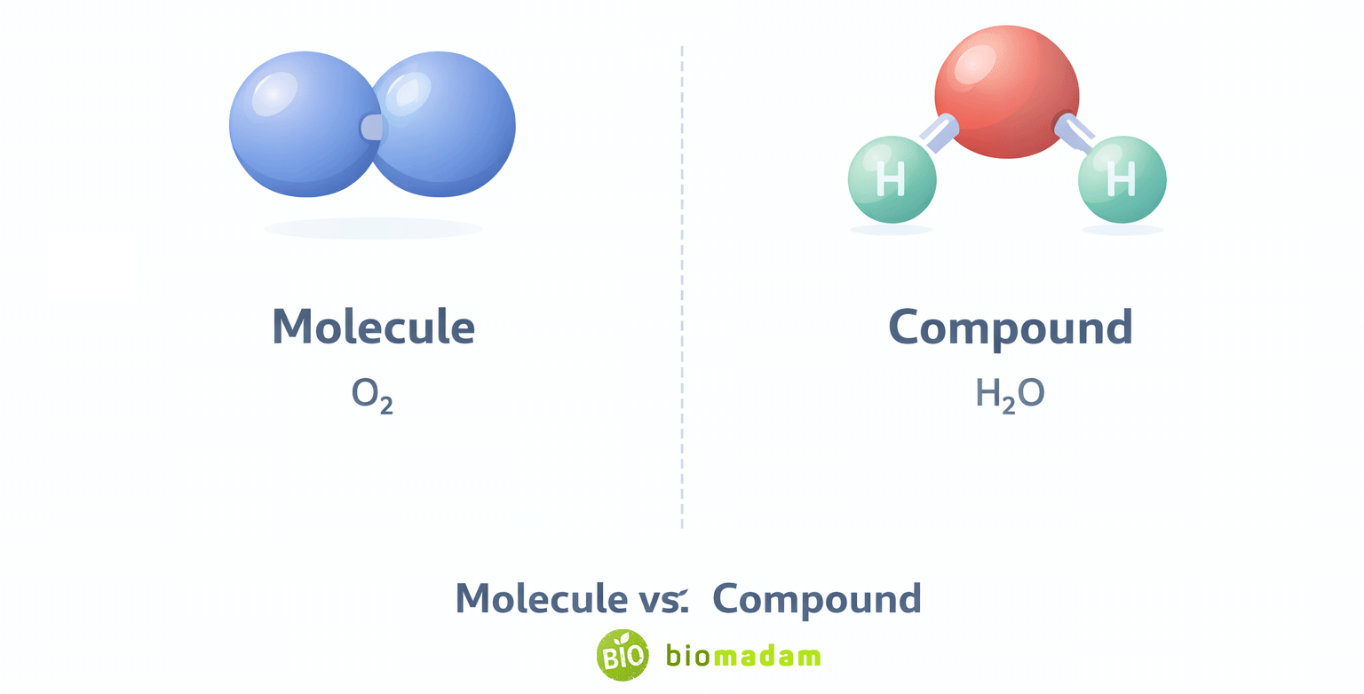 Molecules vs Compounds – Key Differences, Examples & Table