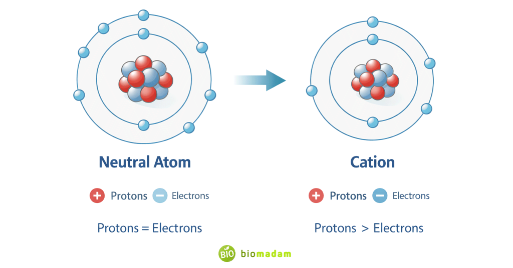 Infographic comparing neutral atom with equal protons and electrons and cation with fewer electrons