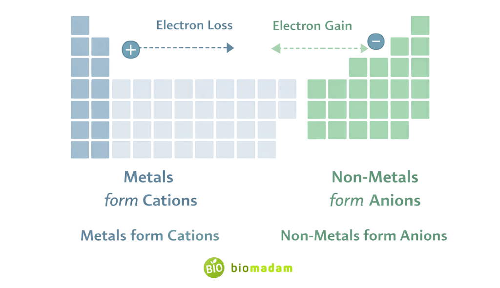 Periodic table highlighting metals forming cations on the left and non-metals forming anions on the right with electron loss and gain arrows