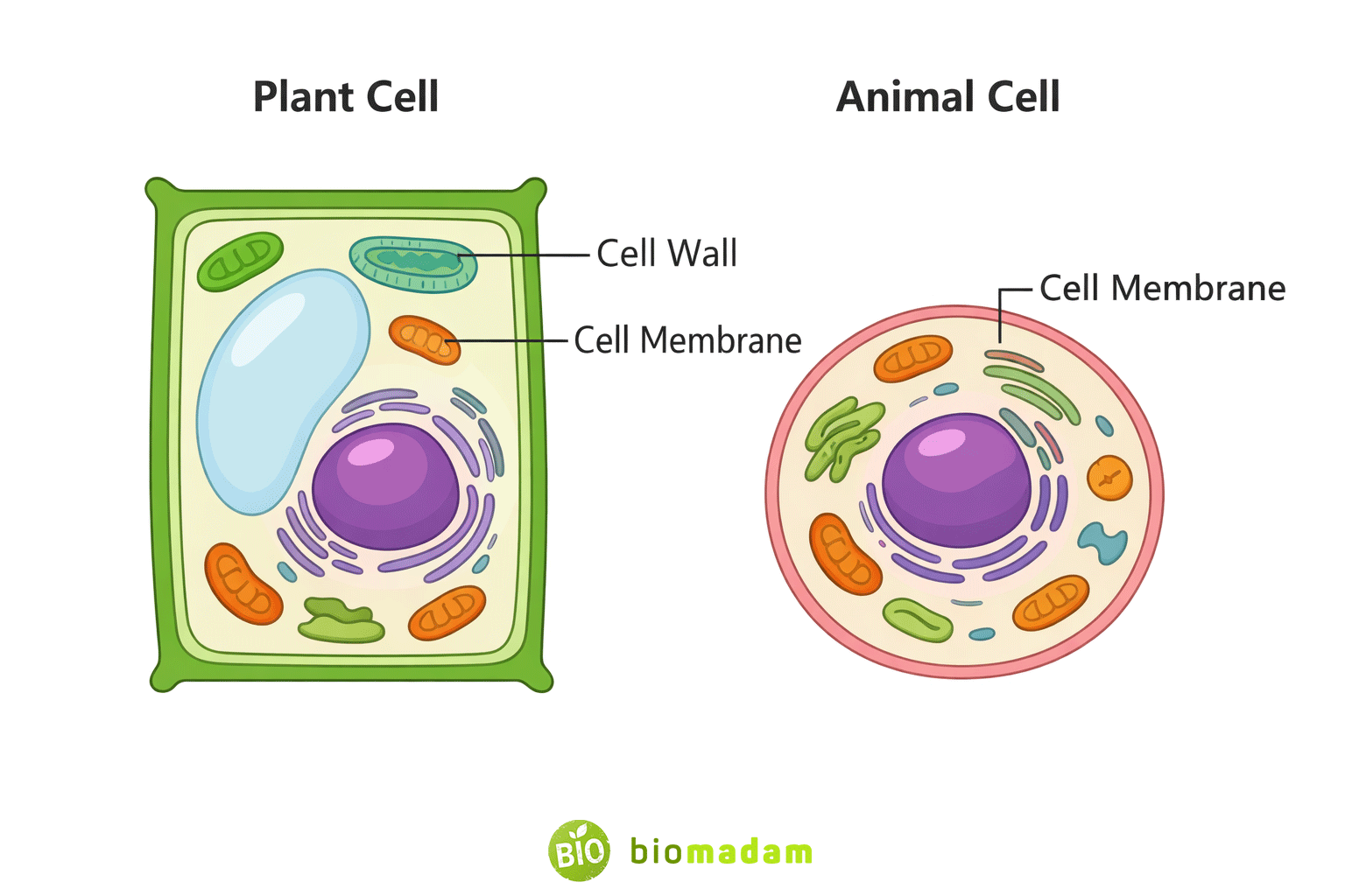 • Plant cell vs animal cell showing presence and absence of cell wall