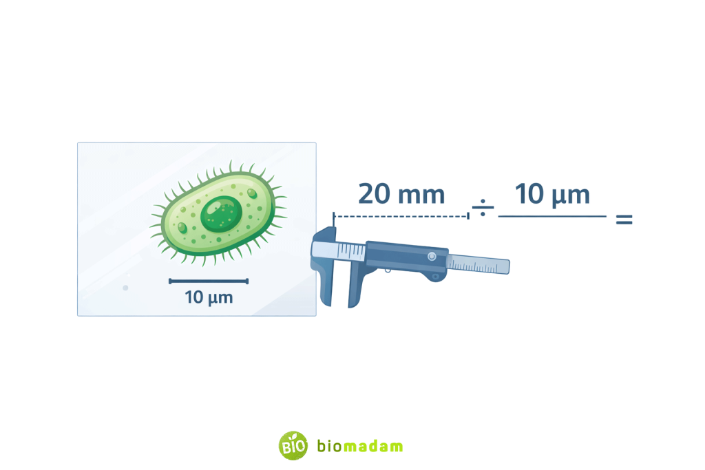 Educational illustration demonstrating how magnification is calculated using a scale bar in a photomicrograph