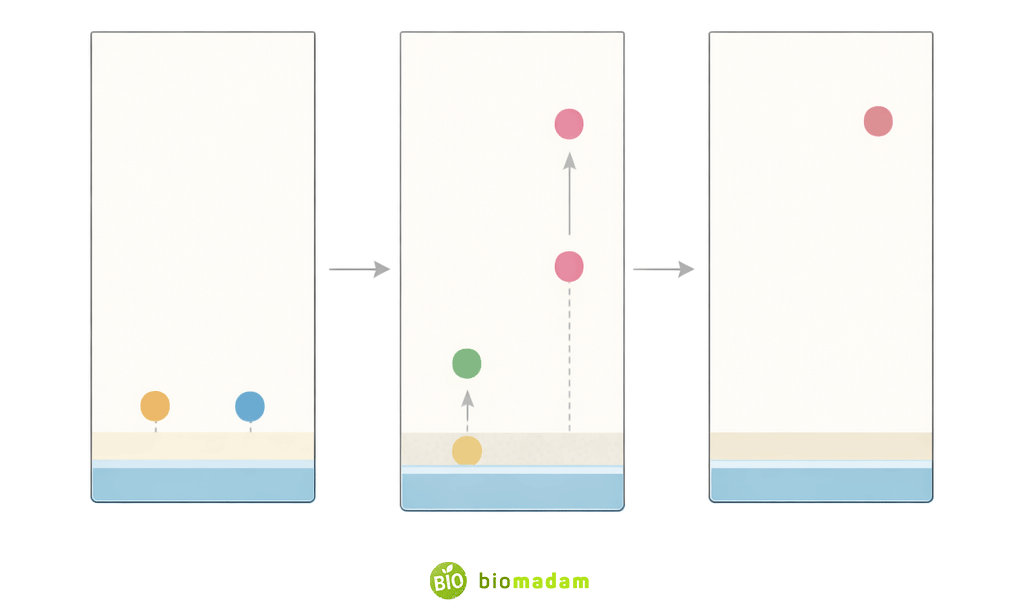 Thin layer chromatography used to monitor chemical reactions over time showing reactant disappearance and product formation