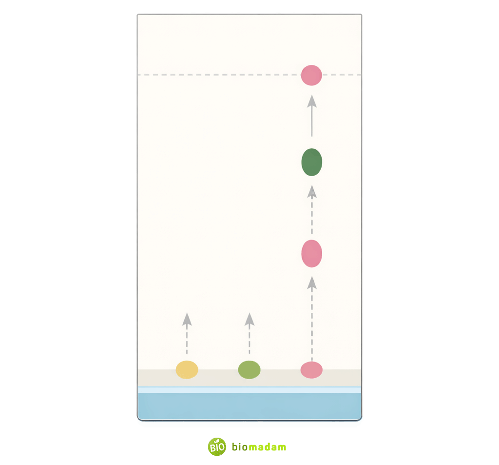 Identification of compounds in TLC using Rf values with solvent front and compound spots