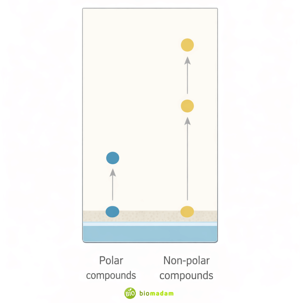 Principle of separation in thin layer chromatography showing polar and non-polar compounds moving different distances