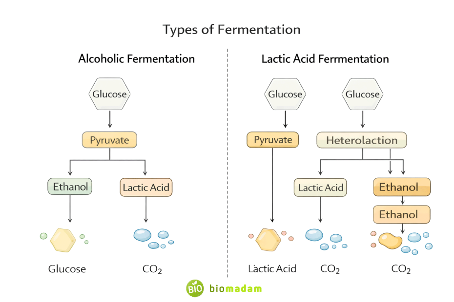 Main types of fermentation showing alcoholic and lactic acid fermentation