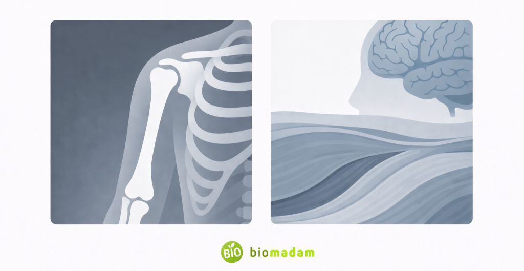 Two-panel illustration showing high-contrast bone image on left and detailed soft tissue cross-section on right