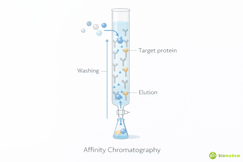 Diagram showing specific ligand binding to target protein in affinity chromatography column