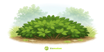Difference Between Shrub and Bush (Botany & Gardening Explained)