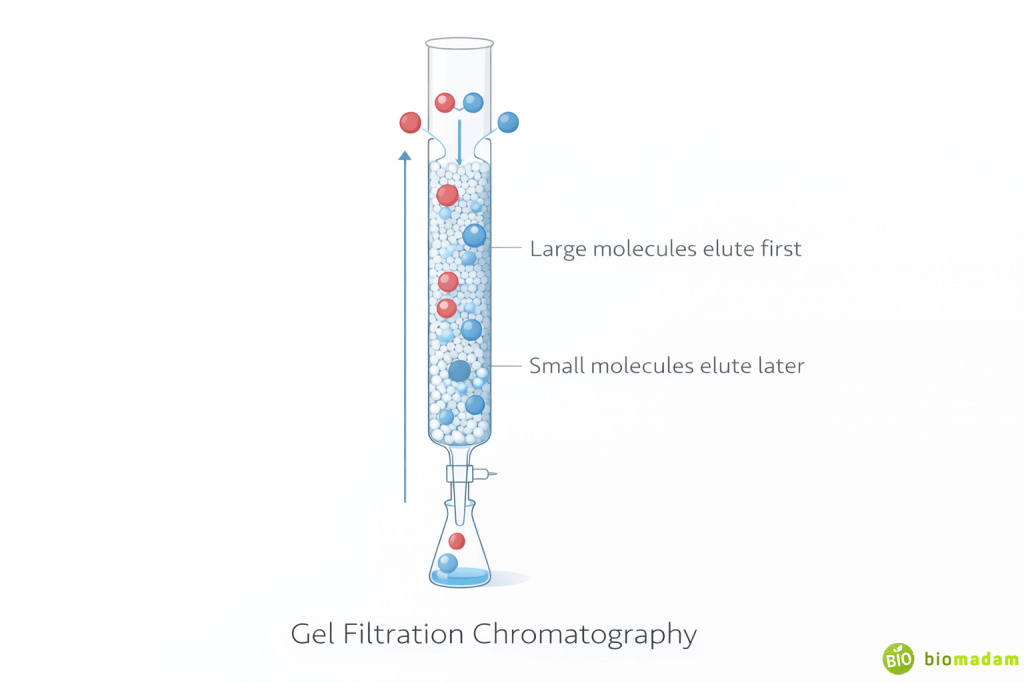 Diagram showing large and small molecules separating in size exclusion chromatography column