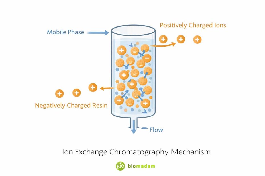 Diagram showing charged molecules binding to oppositely charged resin beads in ion exchange chromatography