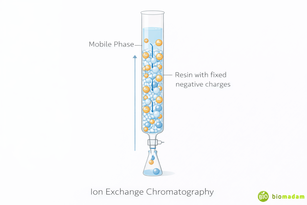Illustration showing charged molecules binding to oppositely charged resin in ion exchange chromatography
