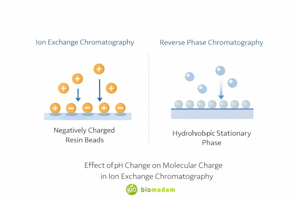 Side-by-side illustration comparing ion exchange chromatography and reverse phase chromatography separation principles