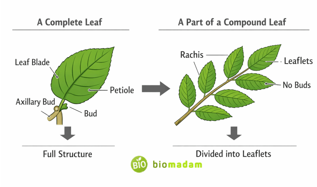 diagram explaining difference between leaf and leaflet structure with bud and attachment points