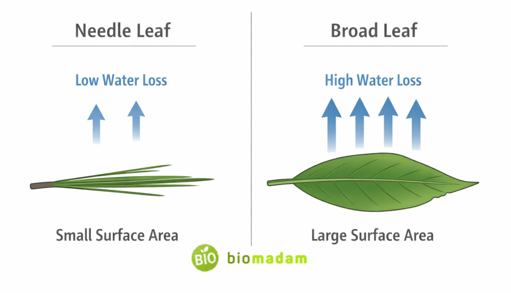 comparison diagram showing needle leaf and broad leaf surface area and water loss difference