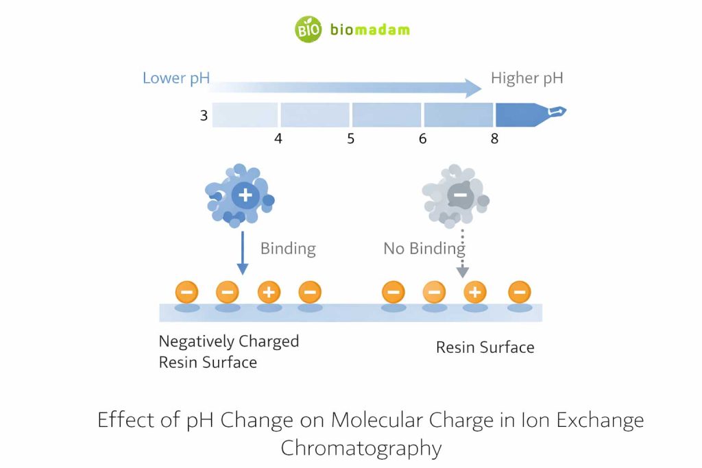 Illustration showing how pH changes affect molecular charge and binding in ion exchange chromatography
