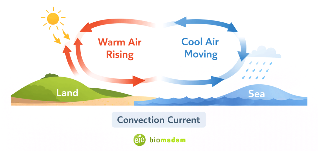 Diagram showing sea breeze where warm air rises over land and cooler air moves in from the sea