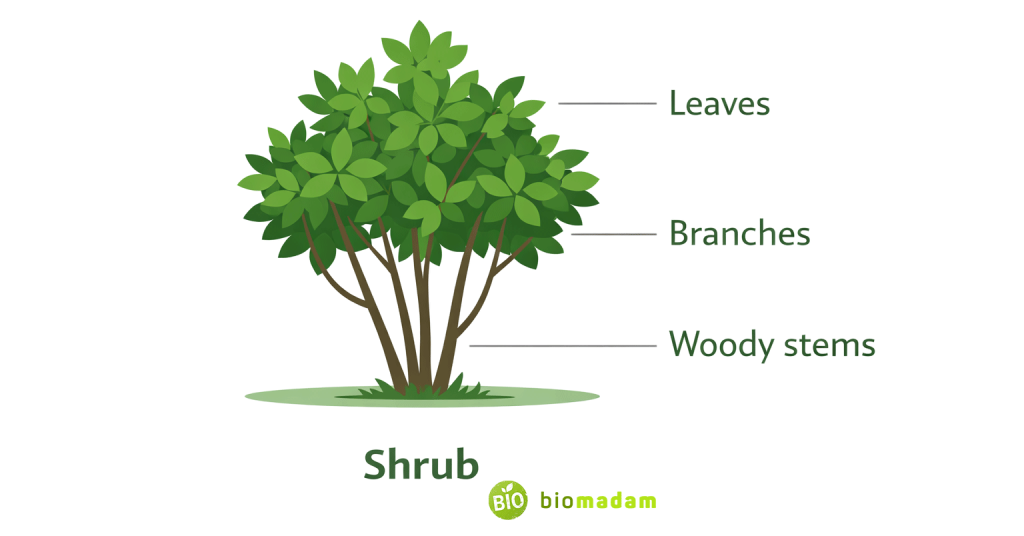 botanical diagram showing the structure of a shrub plant with multiple woody stems