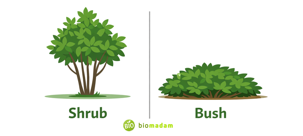 visual comparison showing the structural difference between a shrub and a bush